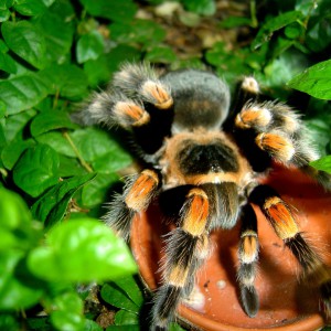 euthlus_smithi