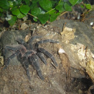 lasiodora_parahybana