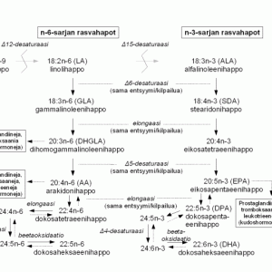 Välttämättömien rasvahappojen biosynteesi