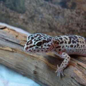 Leopardigekko